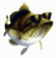 NativePredators's Avatar
